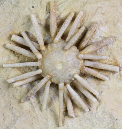 Cretaceous Fossil Urchin (Salenia) - Missour, Morocco #77231